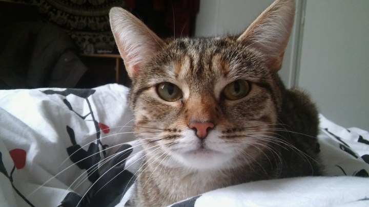 Cléophée 2 février 18