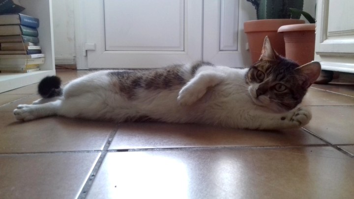 Opale allongée mai 18