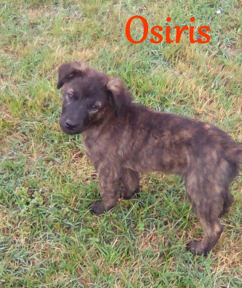 Osiris juin 2018
