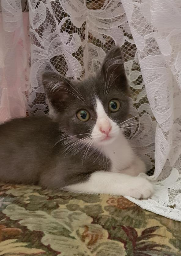 mini_Darolles photo chatonne 1