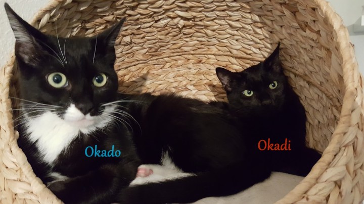 Okado et Okadi