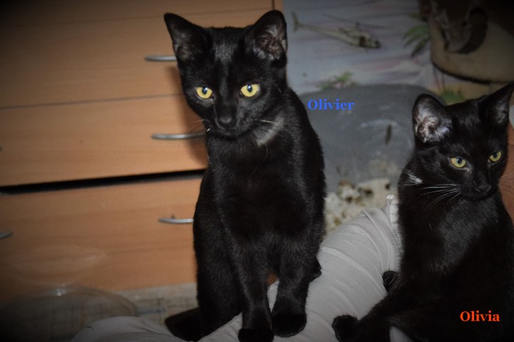 Olivier et olivia nov. 2018