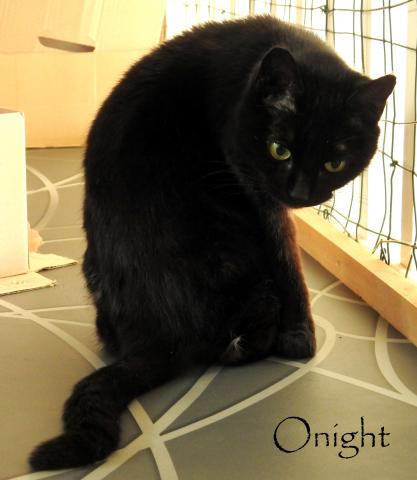 Onight01
