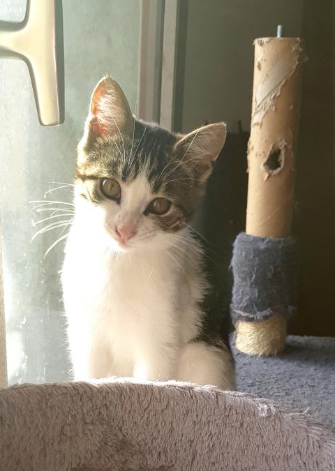 mini_Pitt 2 sept. 19